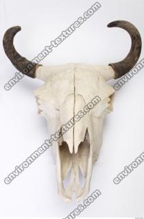 Photo Reference of Animal Skull